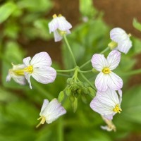 Raphanus raphanistrum L.